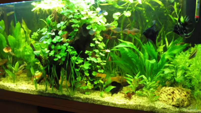 Aquarium Hauptansicht von Zillmer Aquarium Hauptansicht von Zillmer