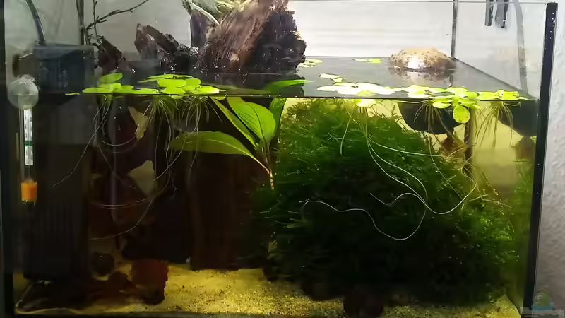 Aquarium Hauptansicht von Zuchtbecken. Im rechten Bereich die gro??e Moosmatte für die Jungtiere und im linken Bereich der relativ freie Schwimmraum der Adulten Tiere Aquarium Hauptansicht von Zuchtbecken. Im rechten Bereich die gro??e Moosmatte für die Jungtiere und im linken Bereich der relativ freie Schwimmraum der Adulten Tiere