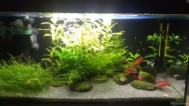 Aquarium Hauptansicht von "Zufall" Aquarium Hauptansicht von "Zufall"