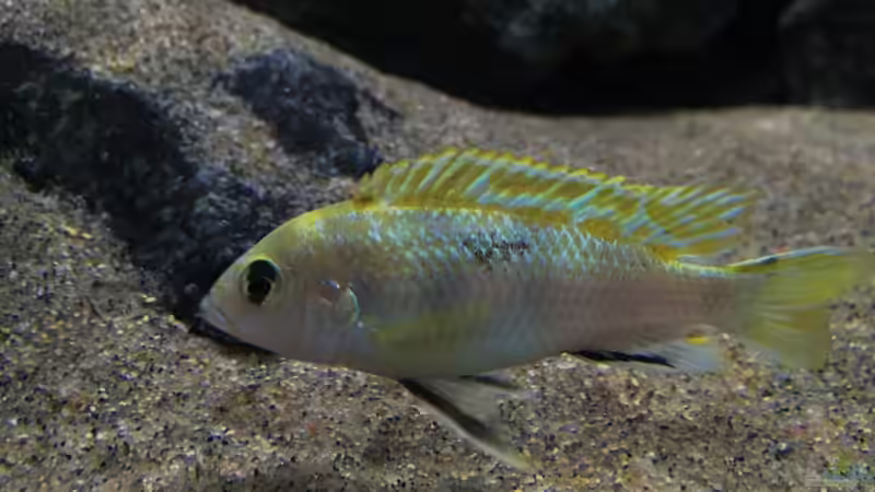 Aquarium Hauptansicht von Zweiter Versuch Aquarium Hauptansicht von Zweiter Versuch