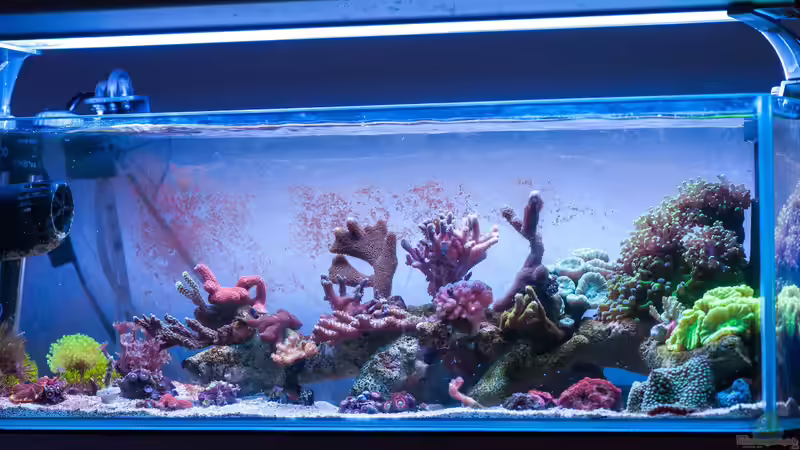 Aquarium Hauptansicht von Zweites WG Riff Aquarium Hauptansicht von Zweites WG Riff