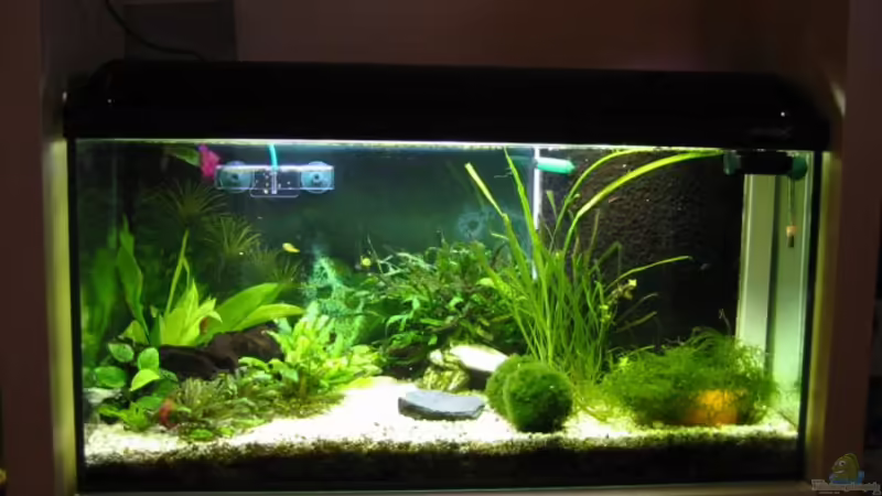 Aquarium Hauptansicht von Zwergkugelfisch-Artbecken Aquarium Hauptansicht von Zwergkugelfisch-Artbecken