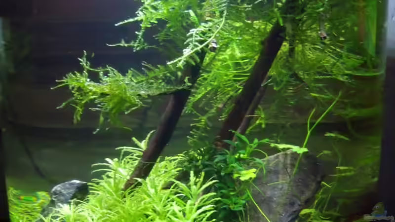 Aquarium Hauptansicht von Zylindervase Aquarium Hauptansicht von Zylindervase