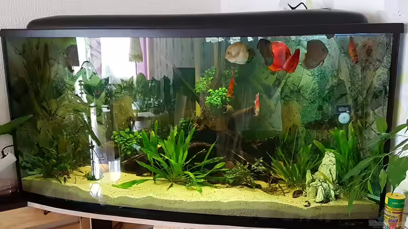 Aquarium Hauptansicht Aquarium Hauptansicht