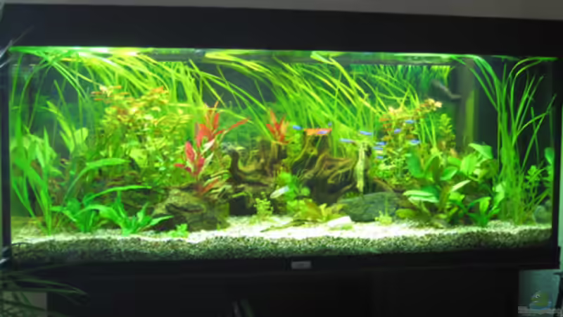 Aquarium Hauptbild Aquarium Hauptbild