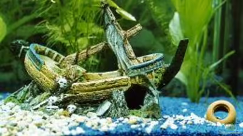 Aquarium kurz nach der Einrichtung (Schiff) Aquarium kurz nach der Einrichtung (Schiff)