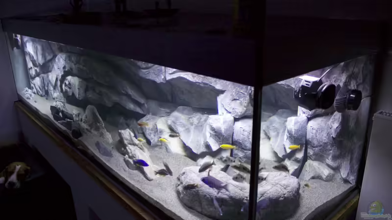 Aquarium Malawi Reef Aquarium Malawi Reef