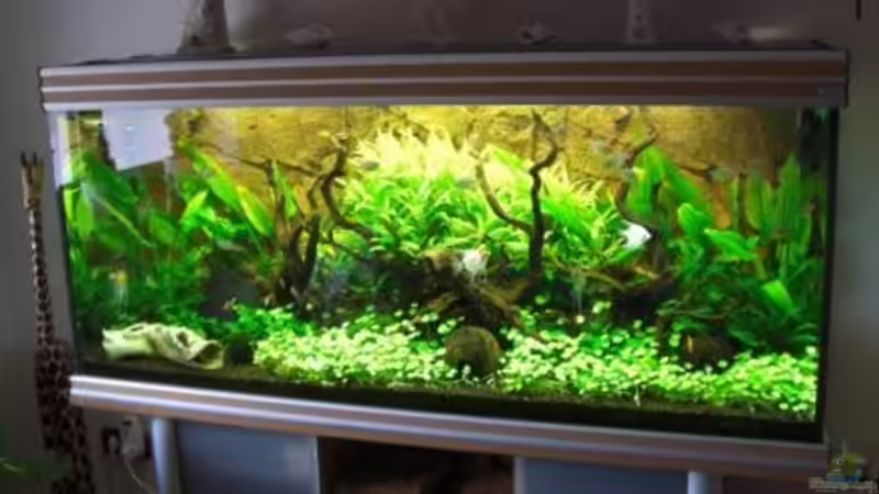 Aquarium nach 3 Monaten Aquarium nach 3 Monaten