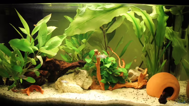 Aquarium nach kleinem Umbau mit neuer Wurzel und Anubia Aquarium nach kleinem Umbau mit neuer Wurzel und Anubia