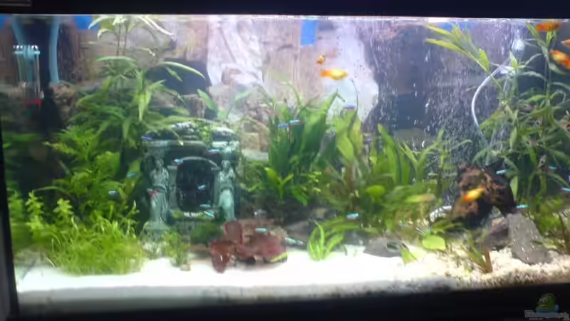 Aquarium neu eingeteilt mit neuem Sand Teil und Kies Aquarium neu eingeteilt mit neuem Sand Teil und Kies