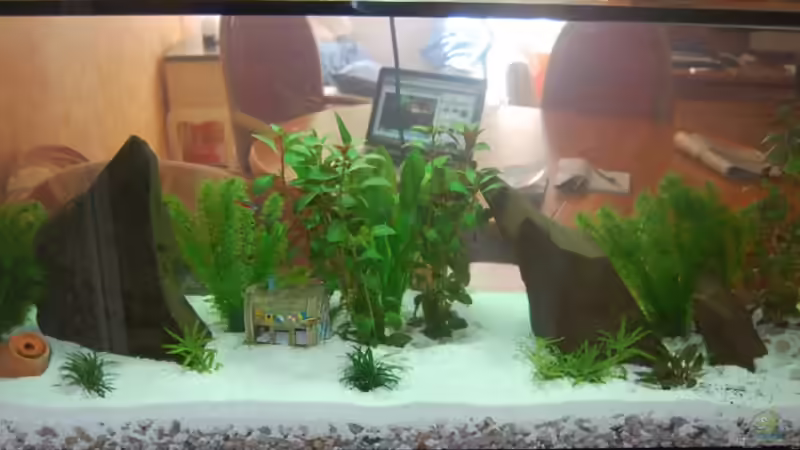 Aquarium uschn 2 01.04.2010 Aquarium uschn 2 01.04.2010