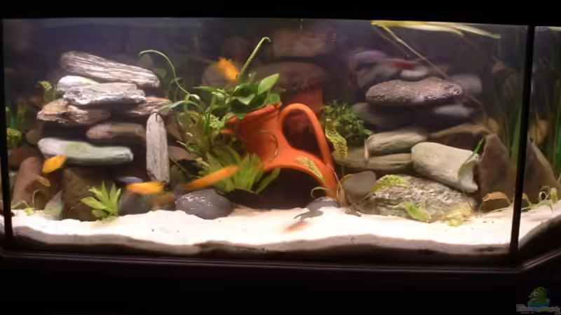 Aquarium Vollansicht Aquarium Vollansicht