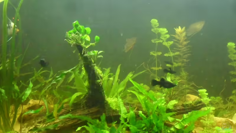 aquarium von der hinterseite aus aquarium von der hinterseite aus