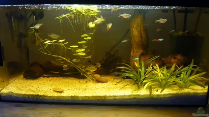 Aquarium von vorne Aquarium von vorne