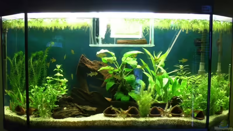 Aquariumansicht 08.03.07 Aquariumansicht 08.03.07