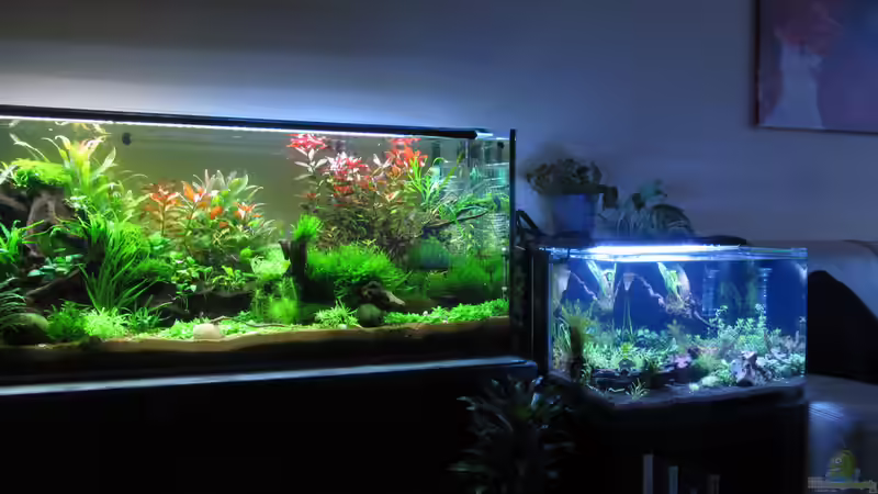 Aquariumecke Aquariumecke