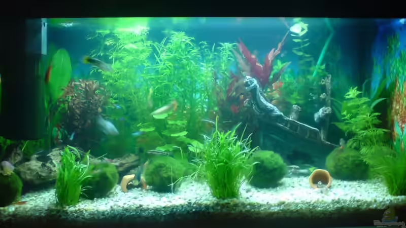 Aquariumzustand 1.12.2007 Aquariumzustand 1.12.2007