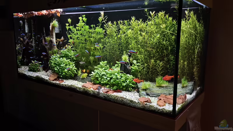Aquascaping - die individuelle Gestaltung Ihres Aquariums