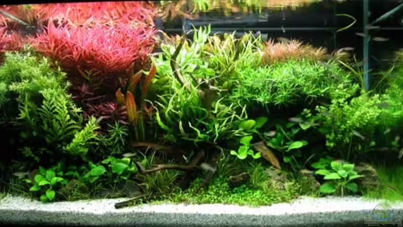 Aquascaping - Was liegt 2023 im Trend?