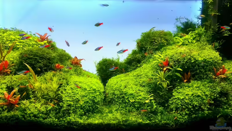 Aquascaping: Das Zubehör brauchst du