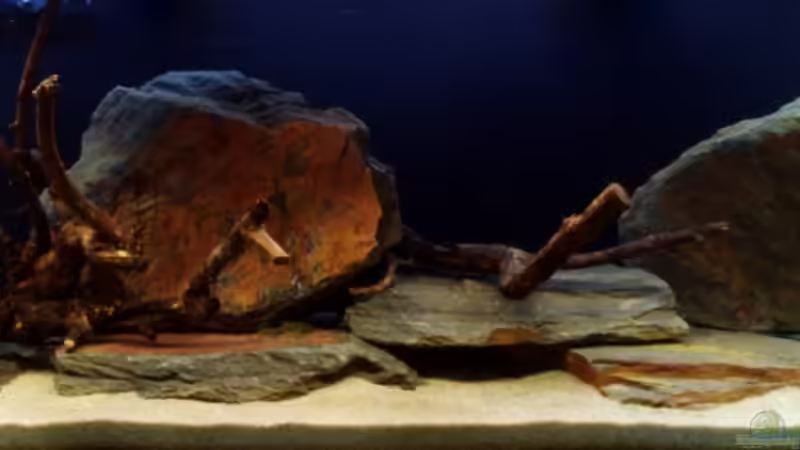 Aquascaping für L-Welse Aquascaping für L-Welse