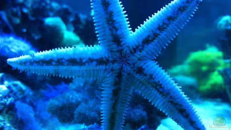 Archaster angulatus im Aquarium halten (Einrichtungsbeispiele für Sandgrabender Seestern)