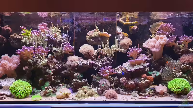 Armatus 459 Armatus 459