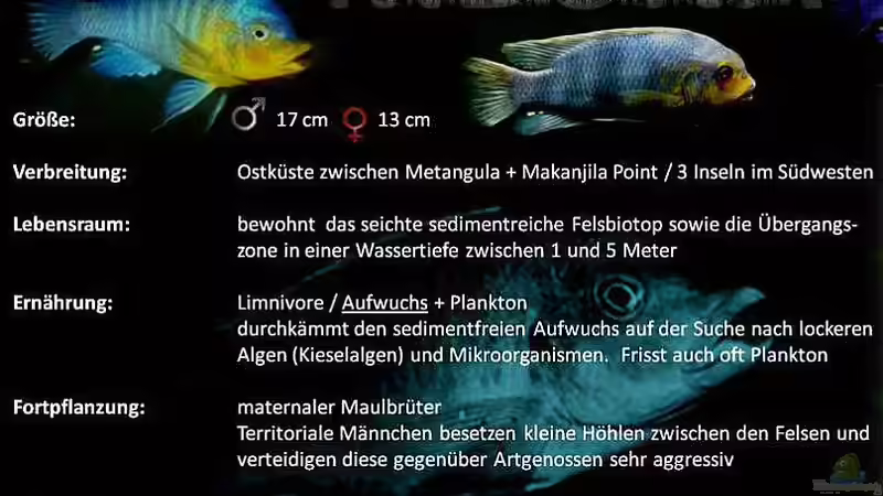 Aquarien mit Petrotilapia sp. "yellow chin"