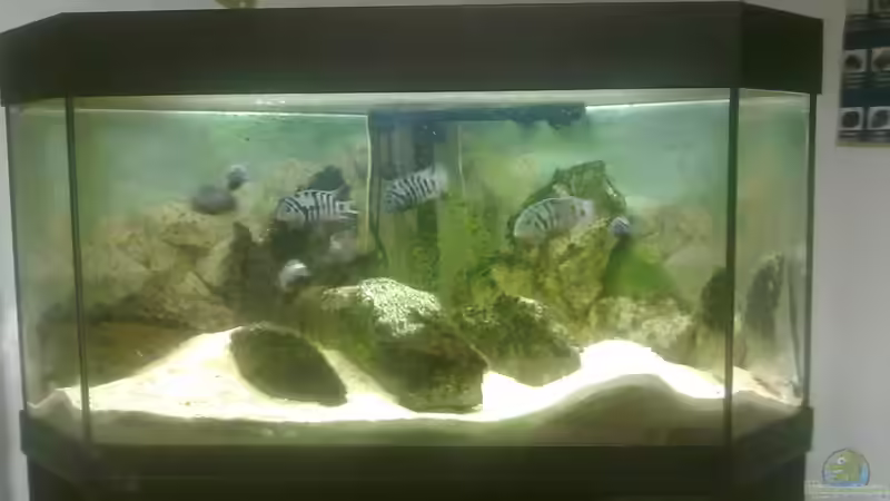 Artenbecken Zebrabuntbarsche Artenbecken Zebrabuntbarsche