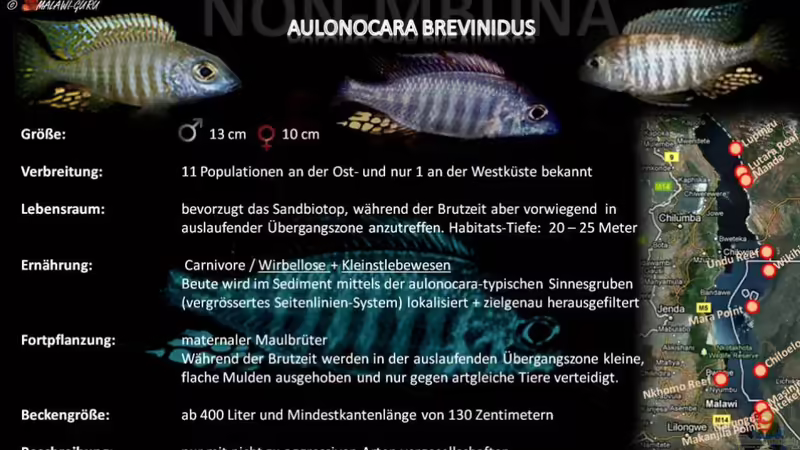 Artentafel - Aulonocara brevinidus