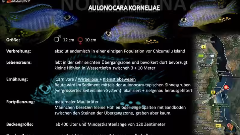 Artentafel - Aulonocara korneliae