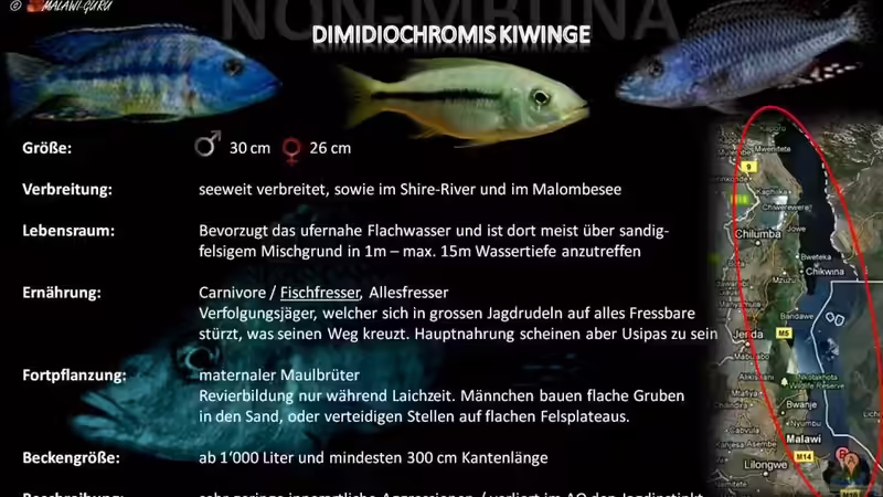 Artentafel - Dimidiochromis kiwinge