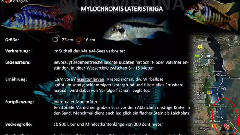 Artentafel - Mylochromis lateristriga