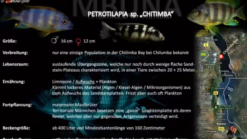 Artentafel - Petrotilapia sp. "chitimba"