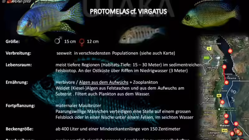 Artentafel - Protomelas cf. virgatus