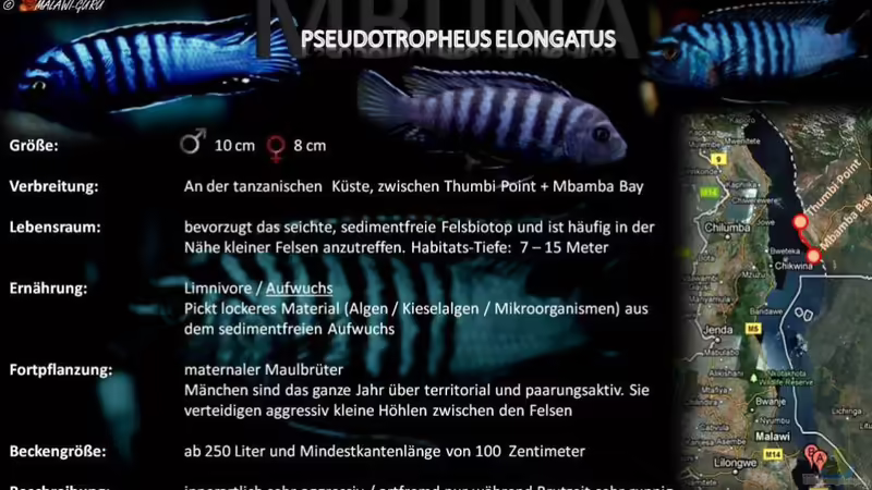 Artentafel - Pseudotropheus elongatus