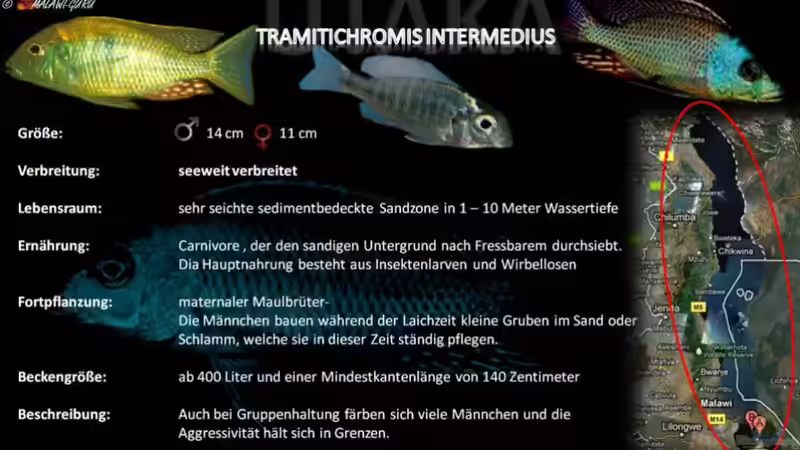Artentafel - Tramitichromis intermedius