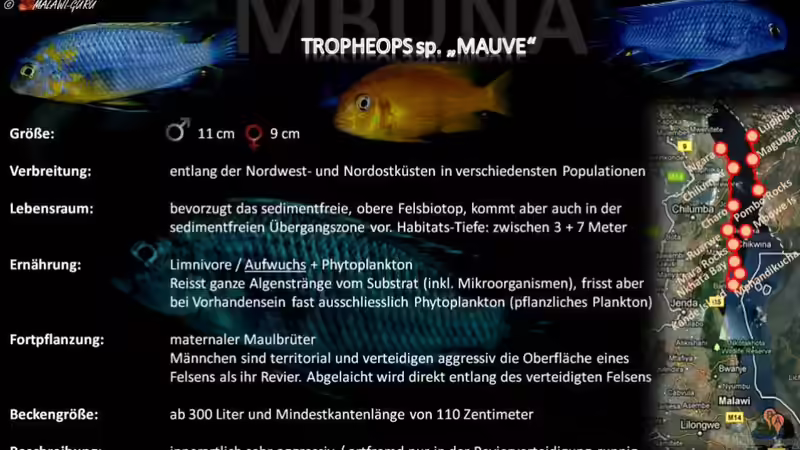 Artentafel - Tropheops sp. "mauve"