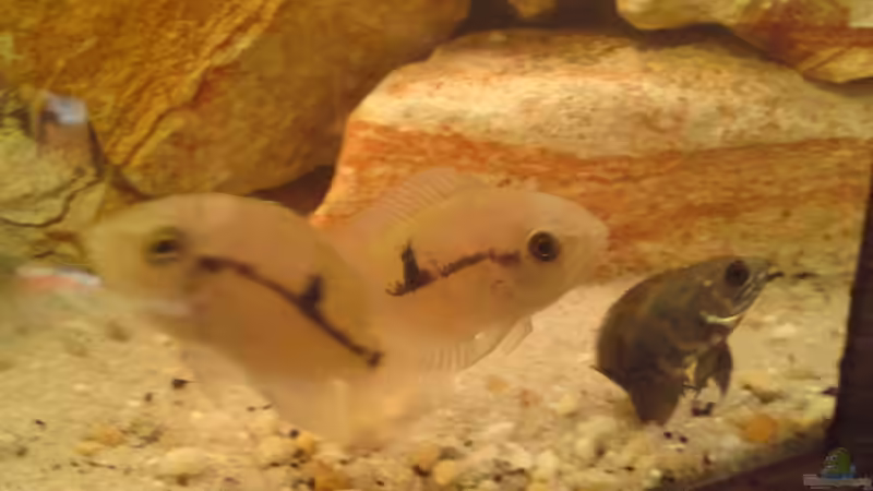 Artentafel Smaragd-Buntbarsch (Hypselecara temporalis)