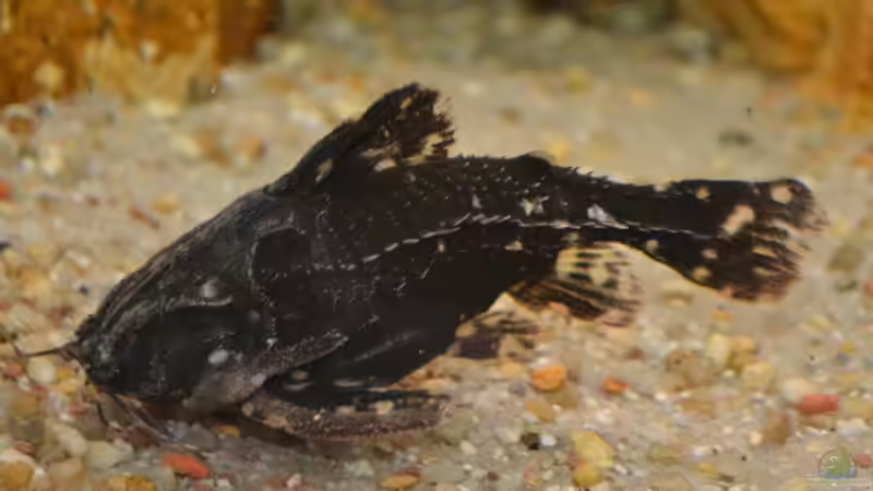 Artentafel Sterndornwels / Kammdornwels (Agamyxis pectinifrons)