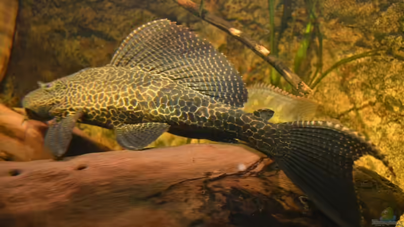 Artentafel Wabenschilderwels "L165" (Pterygoplichthys gibbiceps)