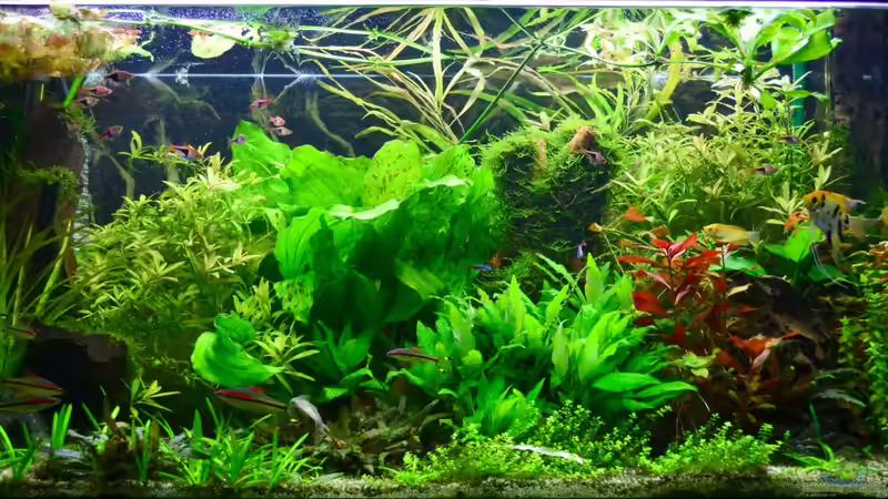 Asiatisch-Tropisches GB 460 L Asiatisch-Tropisches GB 460 L