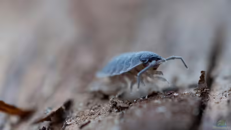 Asseln - Die unbemerkten Helden im Garten