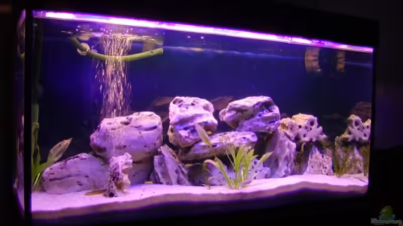 Auf dem Foto etwas rotstichig - in Wirklichkeit nicht Auf dem Foto etwas rotstichig - in Wirklichkeit nicht