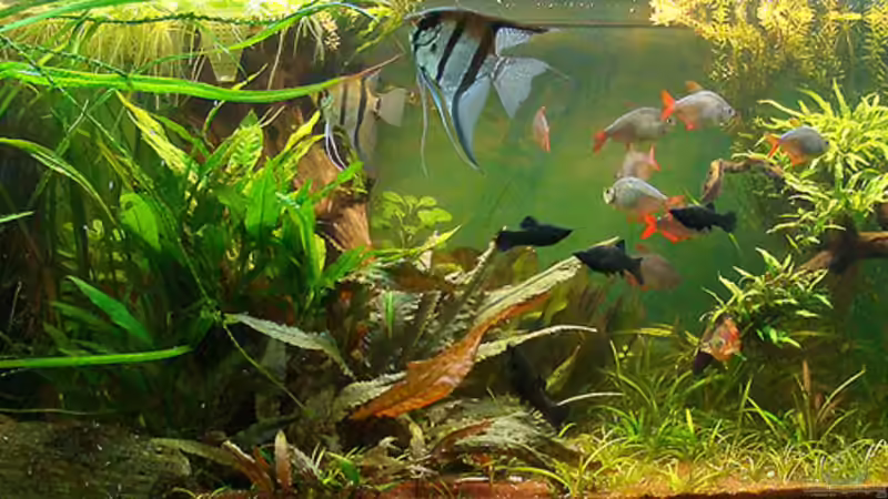 Aufgelöst Aufgelöst