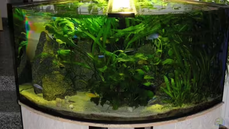 Aufnahme nach 14 Monaten (2Wochen vor dem Foto wurden 2 10l-Kübel Pflanzen entfernt!) Aufnahme nach 14 Monaten (2Wochen vor dem Foto wurden 2 10l-Kübel Pflanzen entfernt!)