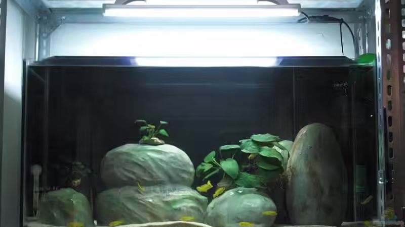 Aufzuchbecken 1 abgedunckelt Aufzuchbecken 1 abgedunckelt