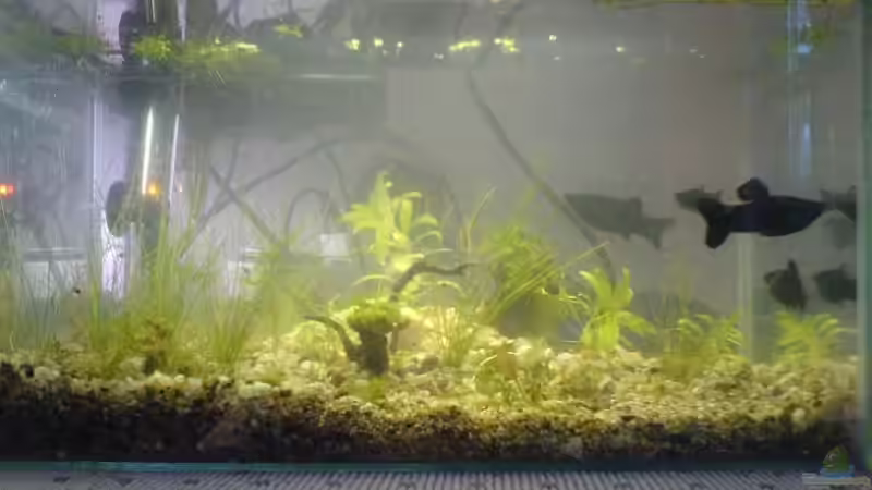 Aufzuchtaquarium 1. Tag Aufzuchtaquarium 1. Tag