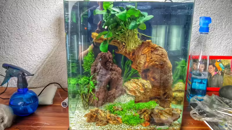 Aufzuchtbecken Perlhuhnbärblinge Aufzuchtbecken Perlhuhnbärblinge