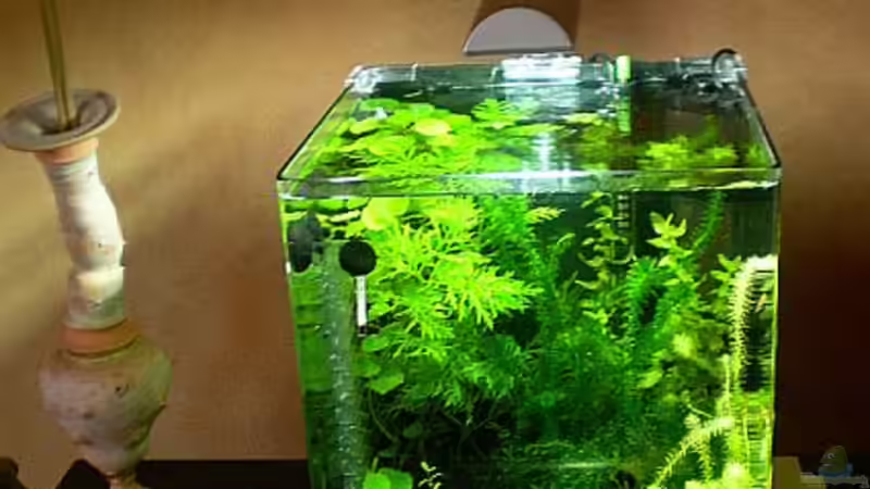 Aufzuchtbecken Aufzuchtbecken